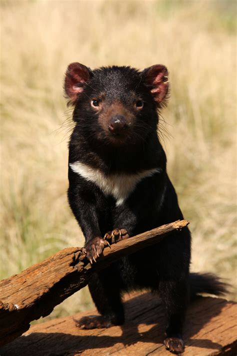 Genes are a section of dna that are in charge of different functions like making proteins. Settlers weren't responsible for Tasmanian devil gene decline
