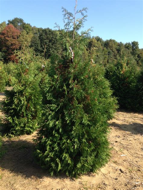 Thuja Occidentalis Eastern White Cedar