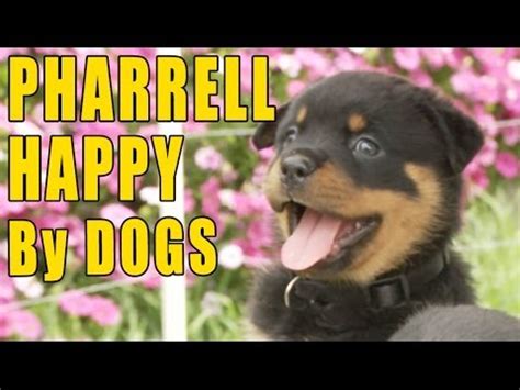 Amazing cat collection is a app featuring the internet's funniest, cutest. Pharrell - Happy (Puppy & Doggy Version) - YouTube