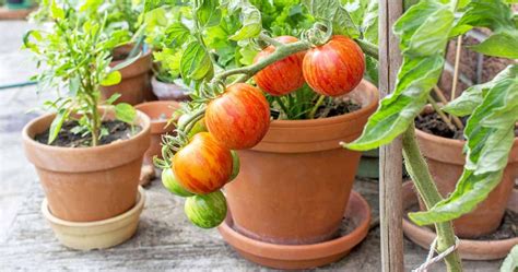 10 great vegetable gardening tips: ผักสวนครัวรั้วกินได้ 9 ชนิด ที่ปลูกง่ายมากและควรมีติดบ้าน ...