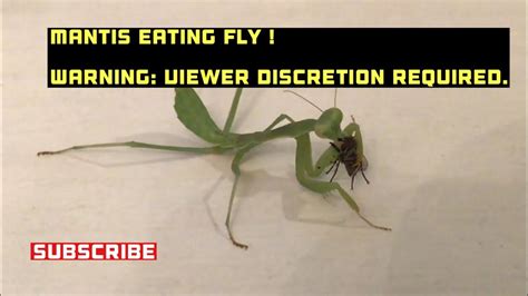 Praying Mantis Eating Fly Youtube