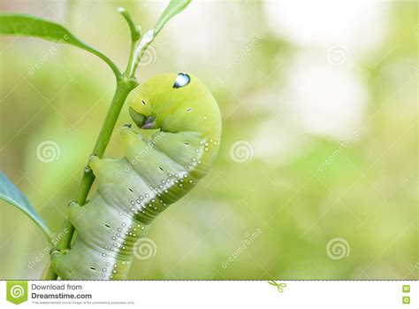 Green Chubby Worm Stock Image Image Of Tree Green Dangerous 79951427