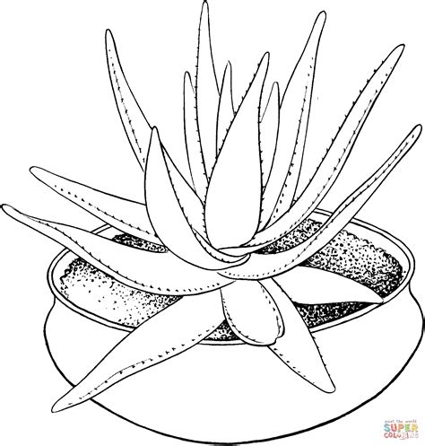 Dibujo De Planta Casera De Aloe Marlothii Para Colorear Dibujos Para