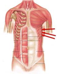 The rib cage doesn't move!answerwhen you breath in, the diaphragm, (the muscles underneith your rib cage) cause the ribcage to expaned (outward away from center) when you. Muscle Quiz #2 flashcards | Quizlet