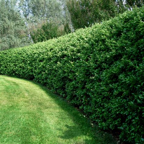 Waxleaf Privet Hedge For Sale Fast Growing Trees