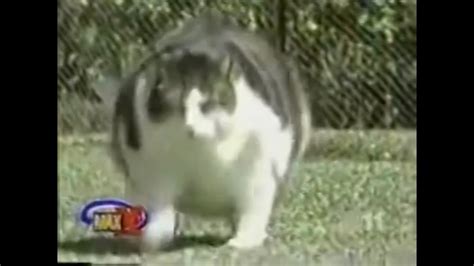 Himmy The World’s Fattest Cat Youtube