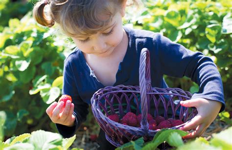 Pick Your Own Strawberry Farms In Rhode Island | Edible Rhody