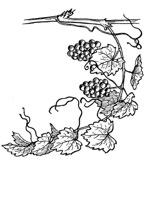 Download Vine coloring for free - Designlooter 2020 👨‍🎨