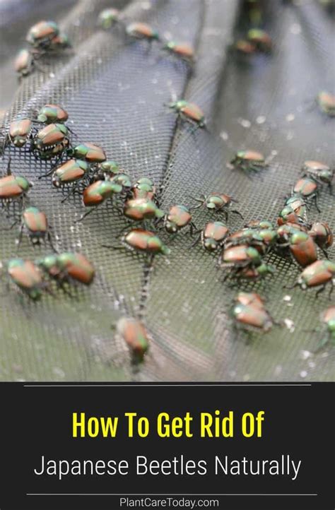How To Get Rid Of Japanese Beetles Naturally Plantcaretoday In 2023