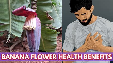Top 12 Amazing Health Benefits Of Banana Flower Banana Flower Nutrition And Facts Youtube