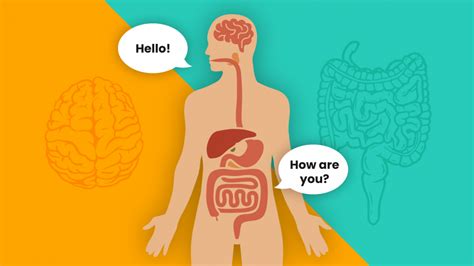 Gut Brain Axis And Your Mood Gut Performance