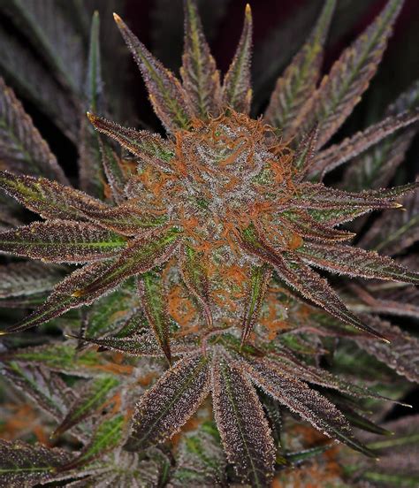 Purple urkle is another choice on the medicinal cannabis strains that can make amazing deep relaxation possible. Growing The Top Exotic Hydroponics Marijuana Strains