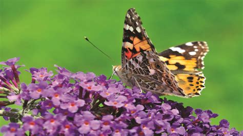 The Big Butterfly Count 2017