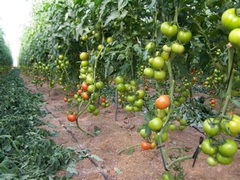 Criadero Kimbi Tomatera Cultivo Y Cuidados De Los Tomates Ecológicos