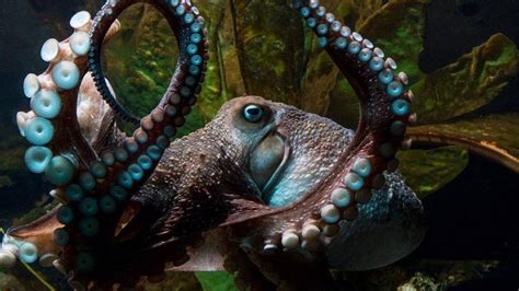 Squids Octopuses Can Edit Their Own Genes The Sacramento Bee