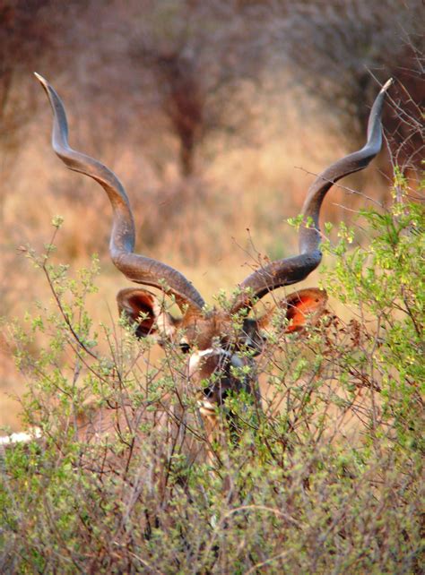 Kudu maggiore | JuzaPhoto