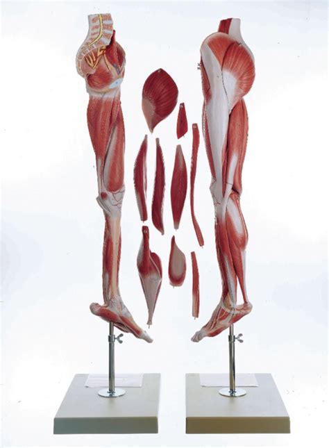 Somso® Comprehensive Leg Musculature Model Vwr