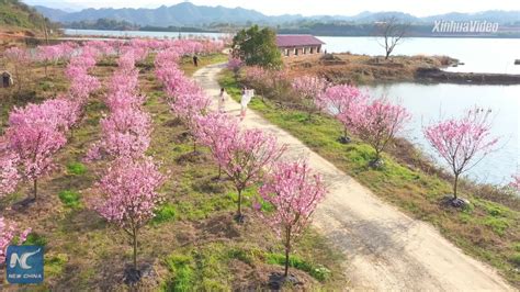 Thousands Of Cherry Blossom Trees Bloom In Chinas Jiangxi Thousands