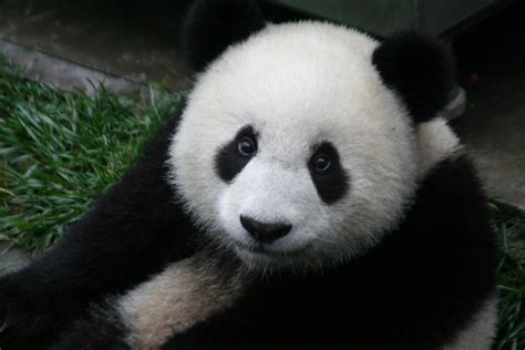 Filegiant Panda 2 Wikimedia Commons