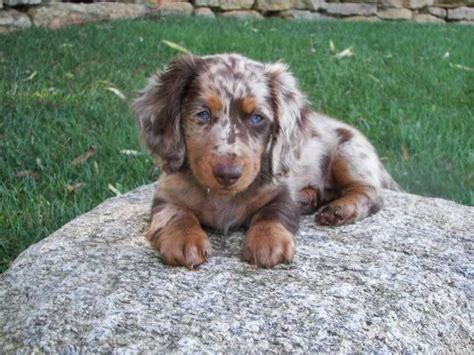 I raise miniature dachshunds of all colors and all hair coats. 20091_Gus817-3.jpg_w7501.jpg (image) | Daschund puppies ...