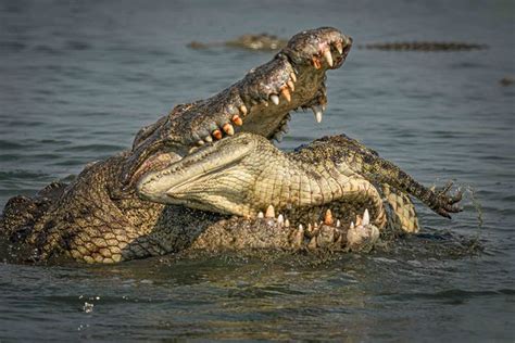 Terrifying Moment Crocodile Attacks Rival In Incredible Wildlife Photo