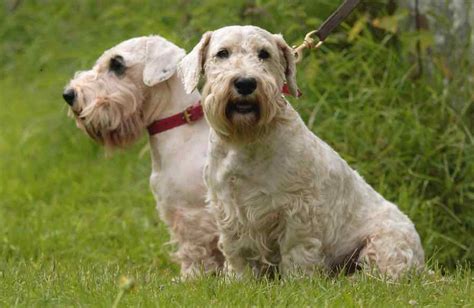 Sealyham Terrier Dog Breed Information And Images K9