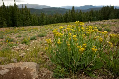 Yellow Flowers Mountain Meadow Free Stock Photo Public Domain Pictures