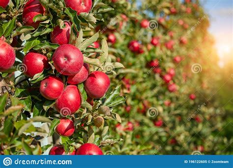 Picture Of A Ripe Apples In Orchard Ready For Harvestingmorning Shot