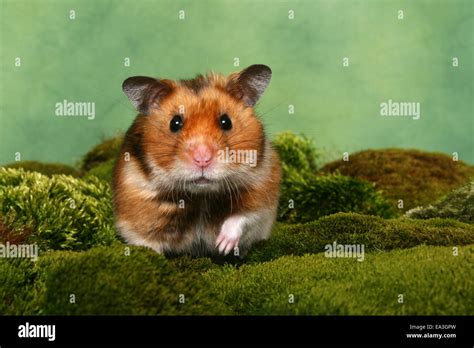 Golden Hamster Standing Hi Res Stock Photography And Images Alamy