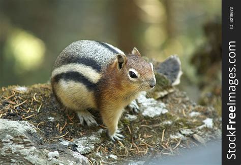 Fat Chipmunk Free Stock Images And Photos 6219672