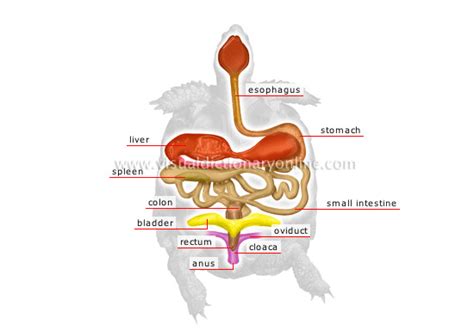 Digestive/Respiratory - The Wood Turtle.