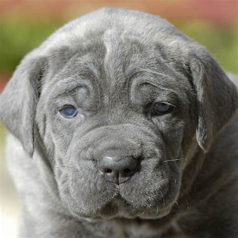 Mar 25, 2021 · comme la plupart des chiens aux yeux bleus, ses yeux bleus sont liés à la couleur du merle. Chien gris bleu - Ooreka