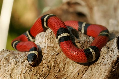 Kingsnake San Diego Zoo Animals And Plants