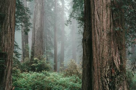 A Foggy Morning At Redwood National Park California Usa Hiking