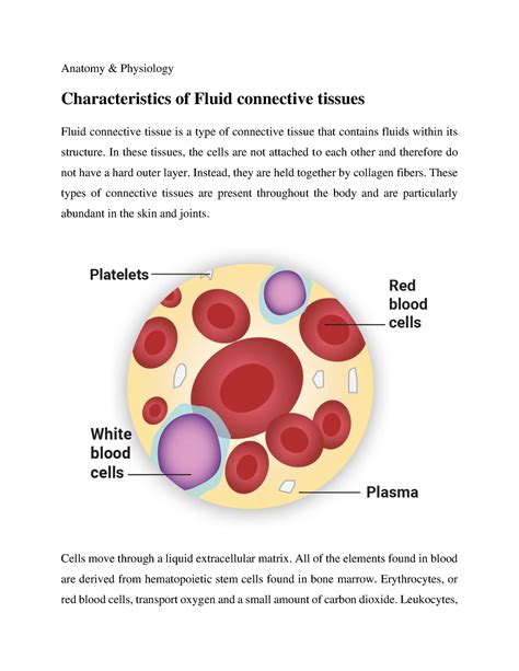 Characteristics Of Fluid Connective Tissues Anatomy And Physiology