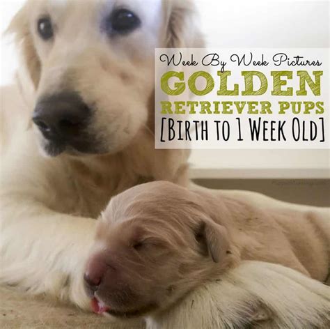 Golden Retriever Puppy Growth Week By Week Pictures Puppy In Training