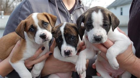 How Can You Adopt Dogs Through the Pit Bulls and Parolees ...