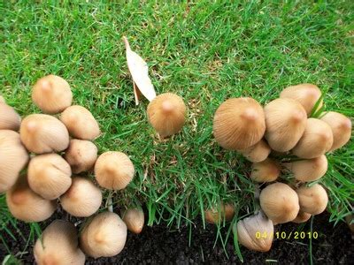 Still, as part of getting rid of mushrooms, you need to start taking great care of your potted plants. How can I get rid of Mushrooms in my lawn : Grows on You