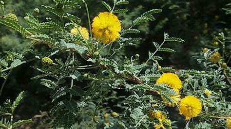 We did not find results for: Desert Trees & Shrubs - Cactus Garden: The Sonoran Desert ...