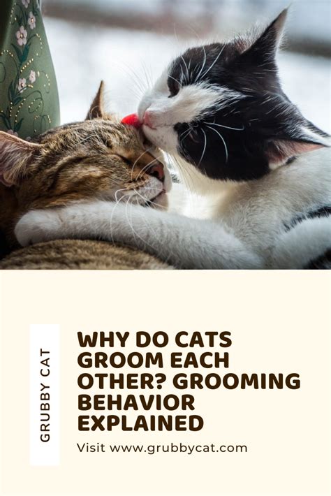 Why Do Cats Groom Each Other Grooming Behavior Explained Cat Grooming Cats Grooming