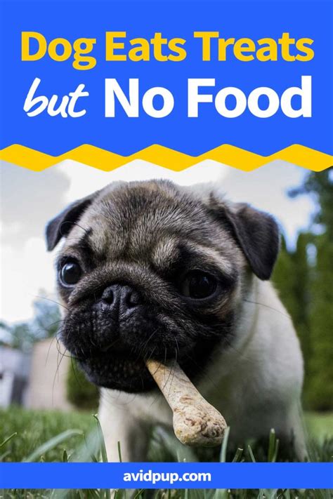 Your dog could be avoiding his food due to liver disease, infections, a blockage, tumor or kidney failure. What-to-do-When-Your-Dog-Won't-Eat-His-Food-But-Will-Eat ...