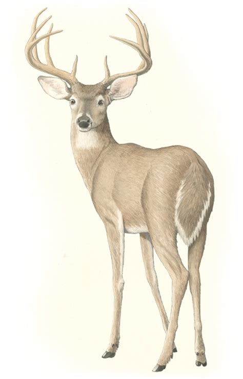 The White Tailed Deer Deer Drawing Deer Painting Deer Art