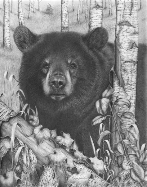 Black Bear On Newsome Creek Pencil Drawing Barbara Schacher