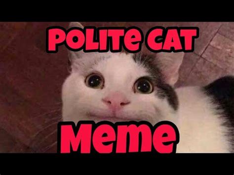 ¡bienvenidos a la preparatoria de wattpad! Polite Cat Meme - YouTube
