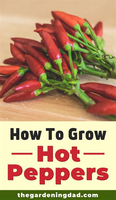 How To Grow Peppers From Seed 7 Easy Steps In 2020 With Images Growing Hot Pepper Stuffed