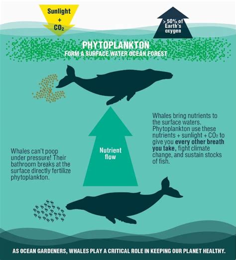 The Green Whale Whale And Dolphin Conservation Usa