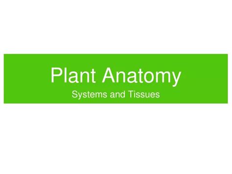 Ppt Plant Anatomy Powerpoint Presentation Free Download Id9414584
