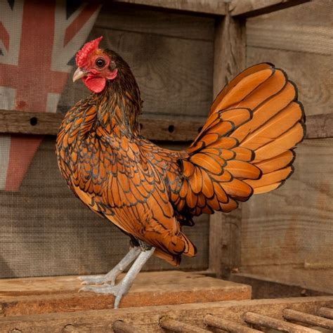 Top 10 Prettiest Chicken Breeds Pethelpful