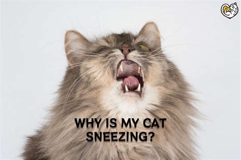Why Is My Cat Sneezing Causes And Treatments