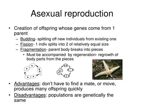 Ppt Chapter 27 Reproduction And Embryonic Development Powerpoint